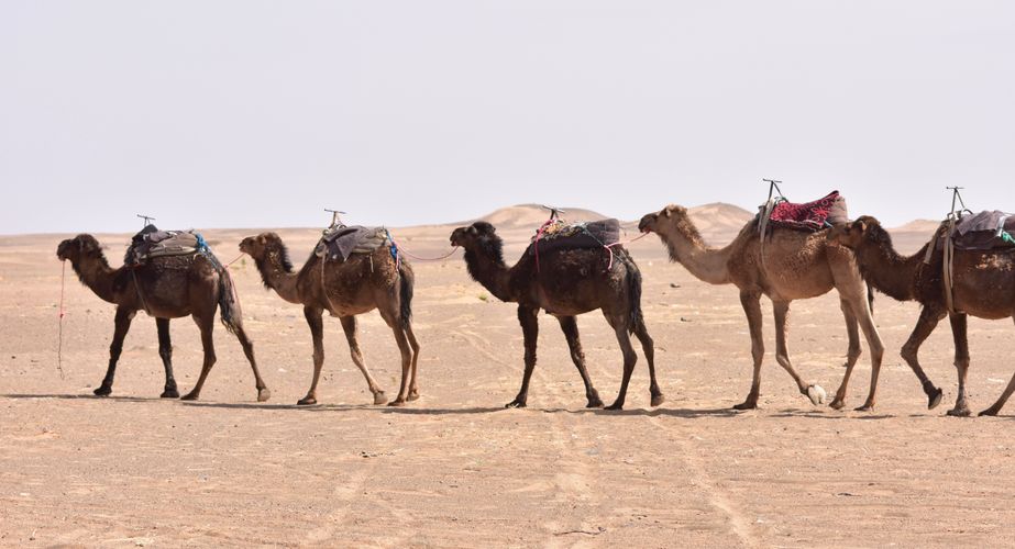 28 38 Erg Chebbi woestijn 3